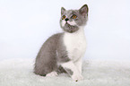 british shorthair kitten