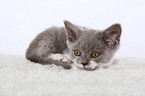 british shorthair kitten