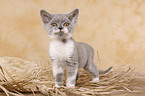 british shorthair kitten