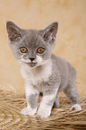 british shorthair kitten