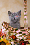 british shorthair kitten