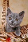 british shorthair kitten