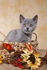 british shorthair kitten