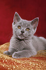 british shorthair kitten