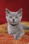 british shorthair kitten