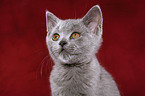 british shorthair kitten