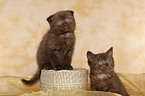 Scottish Fold and British Shorthair