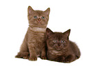 British Shorthair Kitten