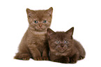 British Shorthair Kitten