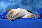 lying British Shorthair tomcat