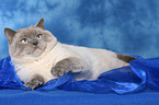 lying British Shorthair tomcat