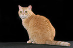 sitting red british shorthaired tomcat