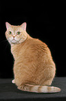 sitting red british shorthaired tomcat