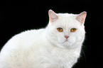 british shorthair tomcat Portrait