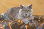 lying blue british shorthair