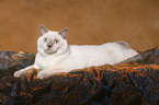 lying British Shorthair