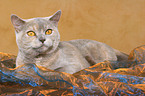 lying British Shorthair