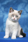 sitting british shorthair kitten