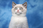 british shorthair kitten Portrait