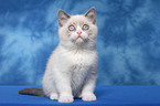 sitting british shorthair kitten