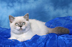 lying british shorthair kitten