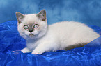 lying british shorthair kitten