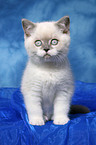 sitting british shorthair kitten