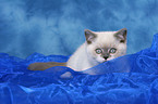 lying british shorthair kitten