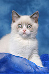 british shorthair kitten Portrait