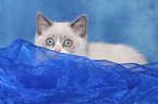 hiding british shorthair kitten