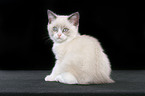 sitting british shorthair kitten