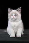 sitting british shorthair kitten