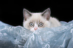 british shorthair kitten Portrait