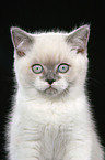 british shorthair kitten Portrait