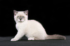 sitting british shorthair kitten