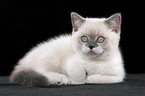 lying british shorthair kitten