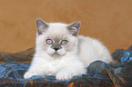 lying british shorthair kitten