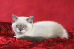 lying british shorthair kitten