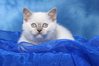 british shorthair kitten Portrait