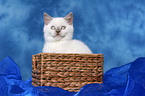 british shorthair kitten in basket