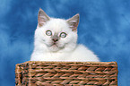 british shorthair kitten in basket