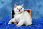 sitting british shorthair kitten