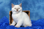 sitting british shorthair kitten