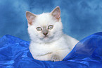 lying british shorthair kitten