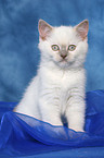 sitting british shorthair kitten