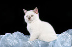 sitting british shorthair kitten