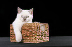 british shorthair kitten in basket