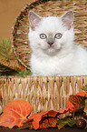 british shorthair kitten in basket