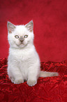 sitting british shorthair kitten