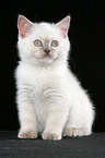 sitting british shorthair kitten